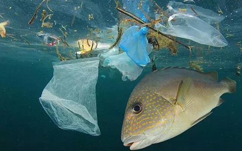 科學家確認人體已被微塑料污染，污染源不僅是海洋